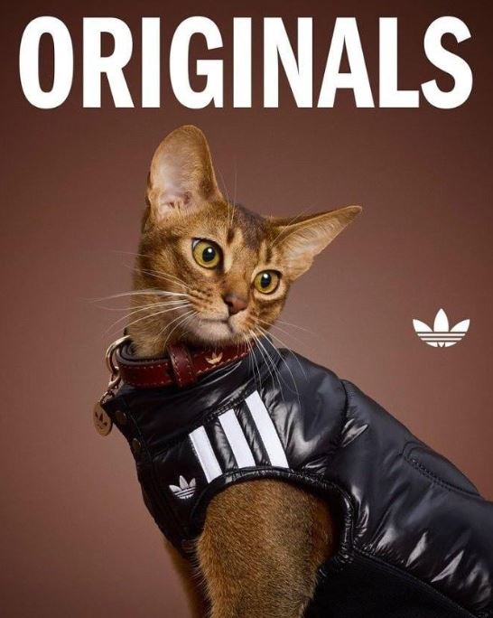 سترة شتوية لقطة من اديداس