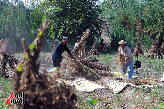 موسم حصاد الذهب الأبيض