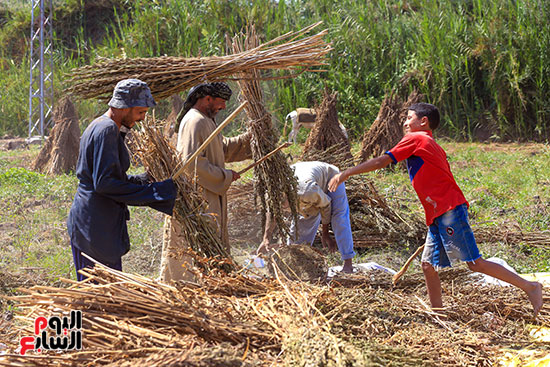 تنفيض السمسم البلدى