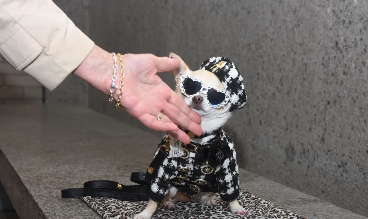 ملابس أنيقة