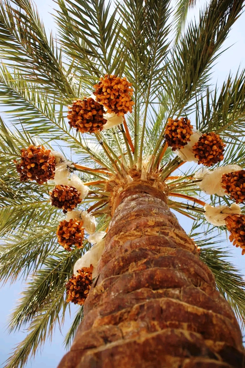 الوادى الجديد ستصبح واحة التنمية العالمية الوادى الجديد ستصبح واحة التنمية العالمية