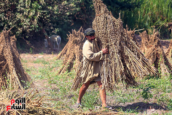 نقل السمسم الى التنفيض