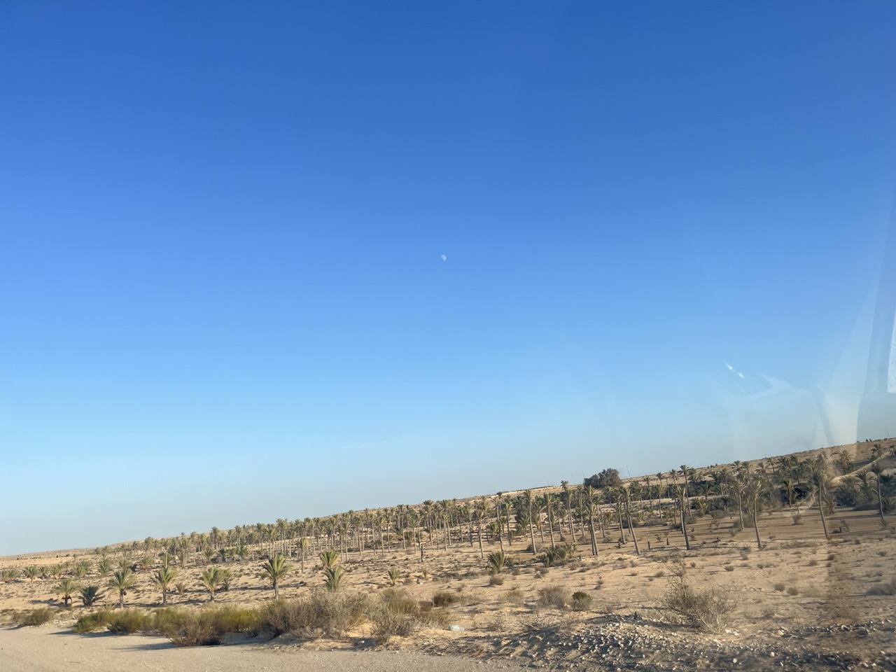 احواض النخيل بمنطقة النجاح