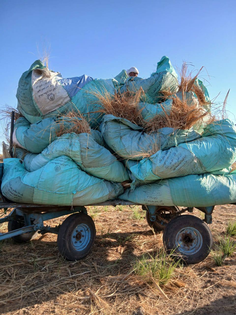 إزالة مخلفات العاقول والحشائش بمعابد الكرنك بعد الحرائق المتكررة