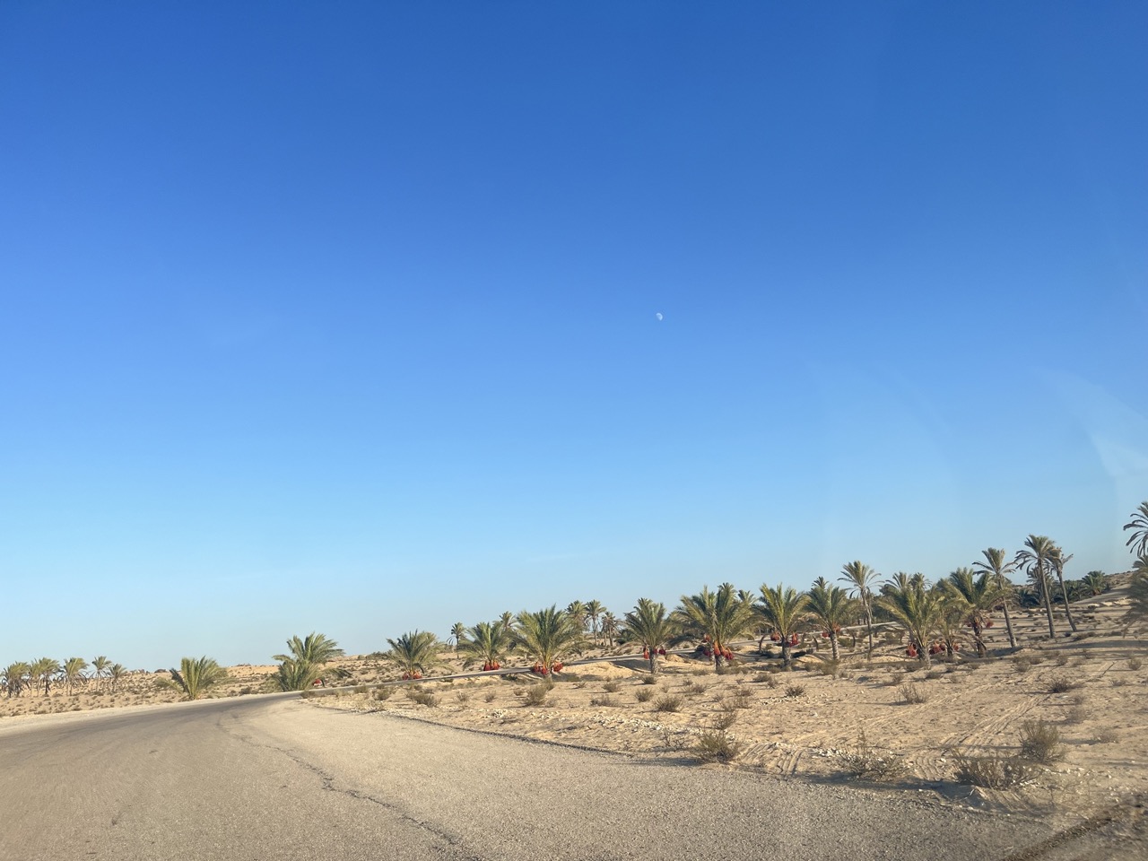 النخيل في مناطق رمال سيناء