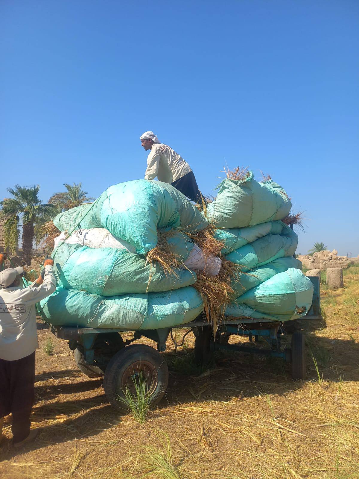 رفع مخلفات العاقول والحشائش بمعابد الكرنك بعد الحرائق المتكررة