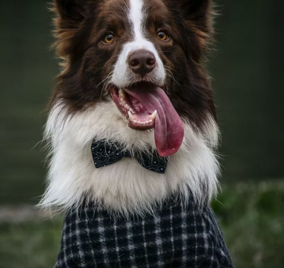 أناقة الحيوانات الأليفة