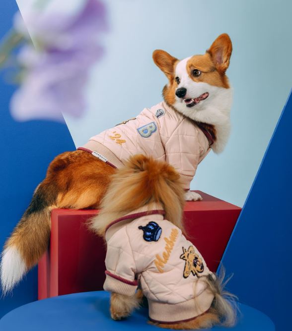 موضة الكلاب