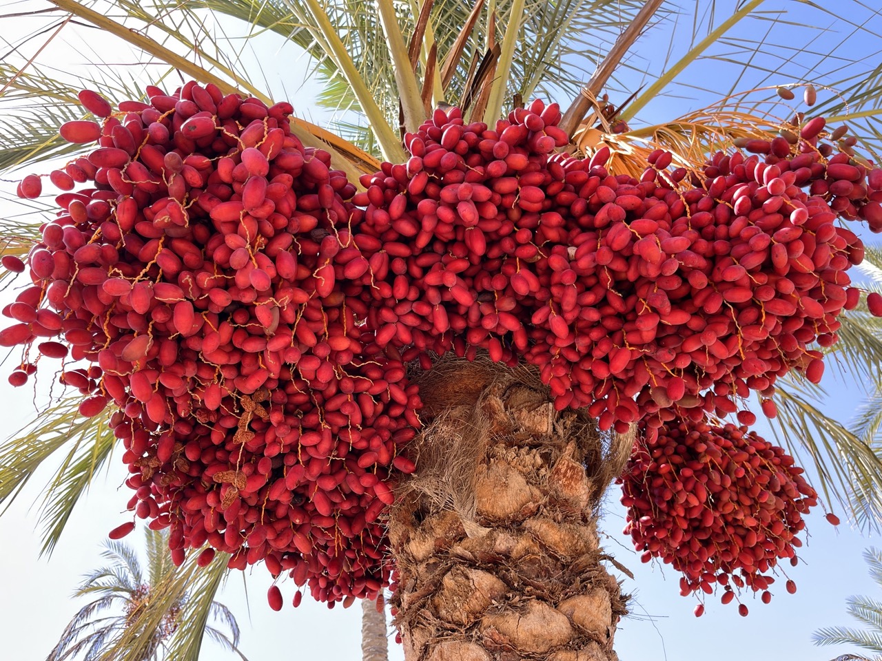 النخيل لايزال يجود بخيره