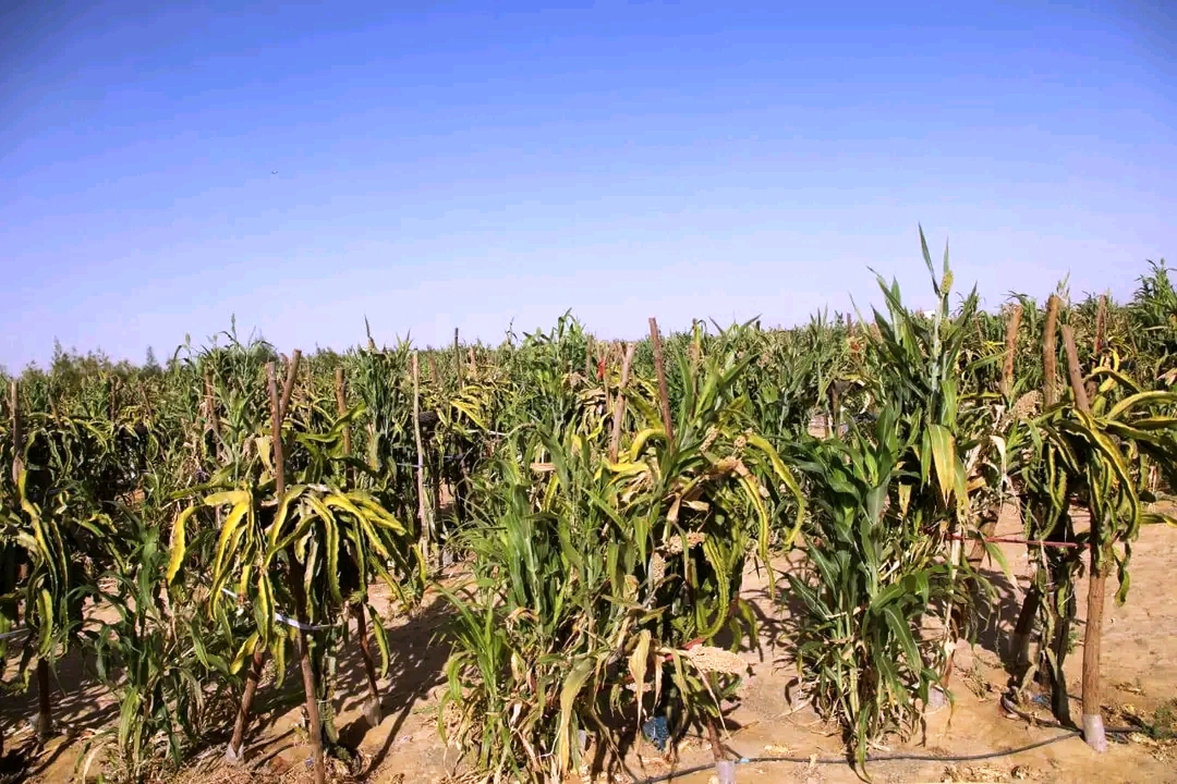 الزراعات المتطورة مستقبل الحياة بالوادى الجديد الزراعات المتطورة مستقبل الحياة بالوادى الجديد