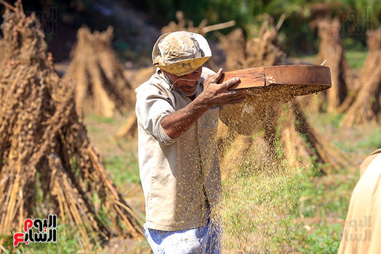 حصاد السمسم البلدى