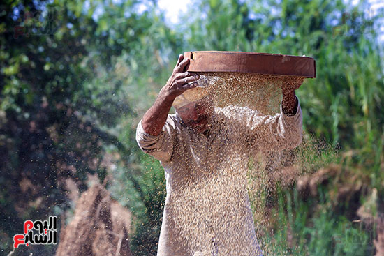 غربلة السمسم بعد تنقيته من الشوائب (2)