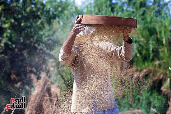 غربلة السمسم بعد تنقيته من الشوائب (1)