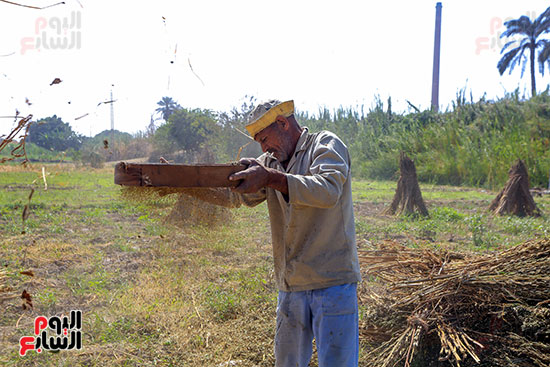 تنقية السمسم بالغربال