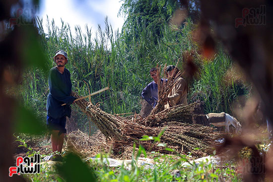 العمال يقومون بتنقية السمسم