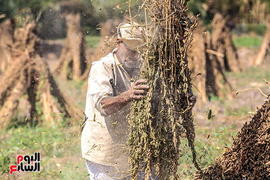 موسم حصاد الذهب الابيض