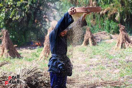 غربلة السمسم بعد تنقيته من الشوائب (4)