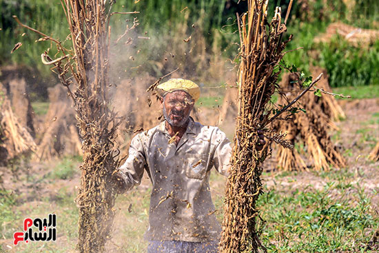 السمسم المصري