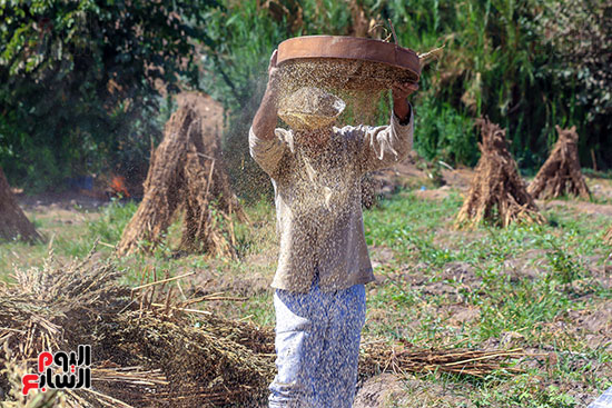 غربلة السمسم بعد تنقيته من الشوائب (3)