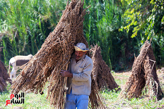 عامل ينقل السمسم بعد تجفيفه