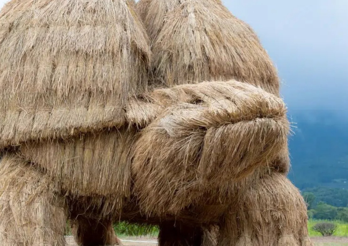 سلحفاة عملاقة من القش 