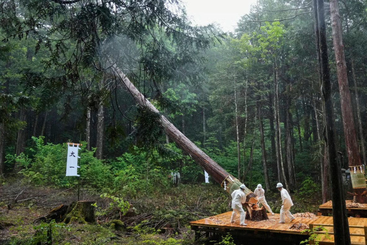 ازالة الأشجار القديمة