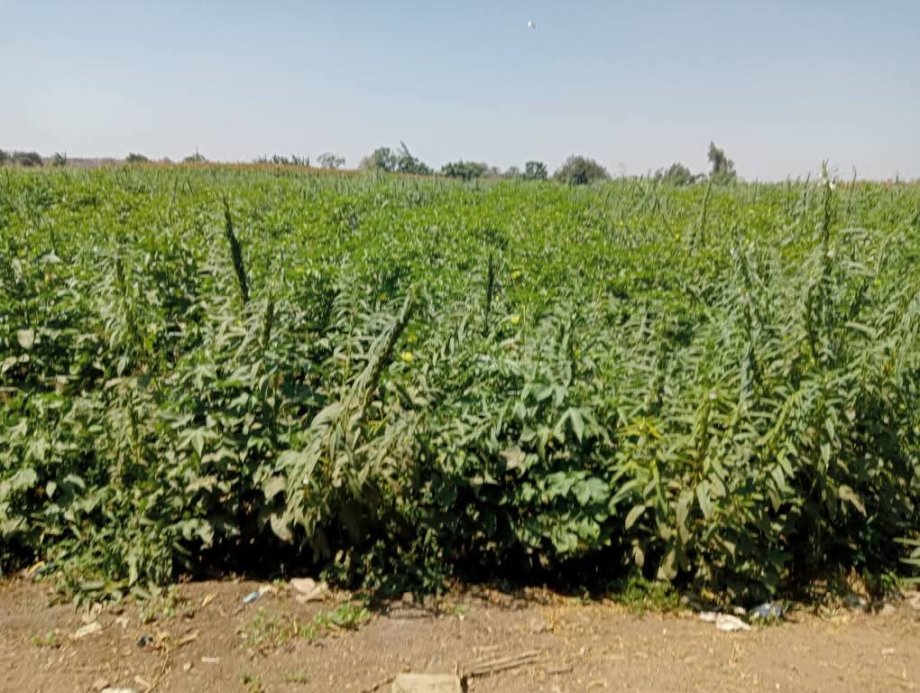 حقول السمسم بالقليوبية قبل الحصاد