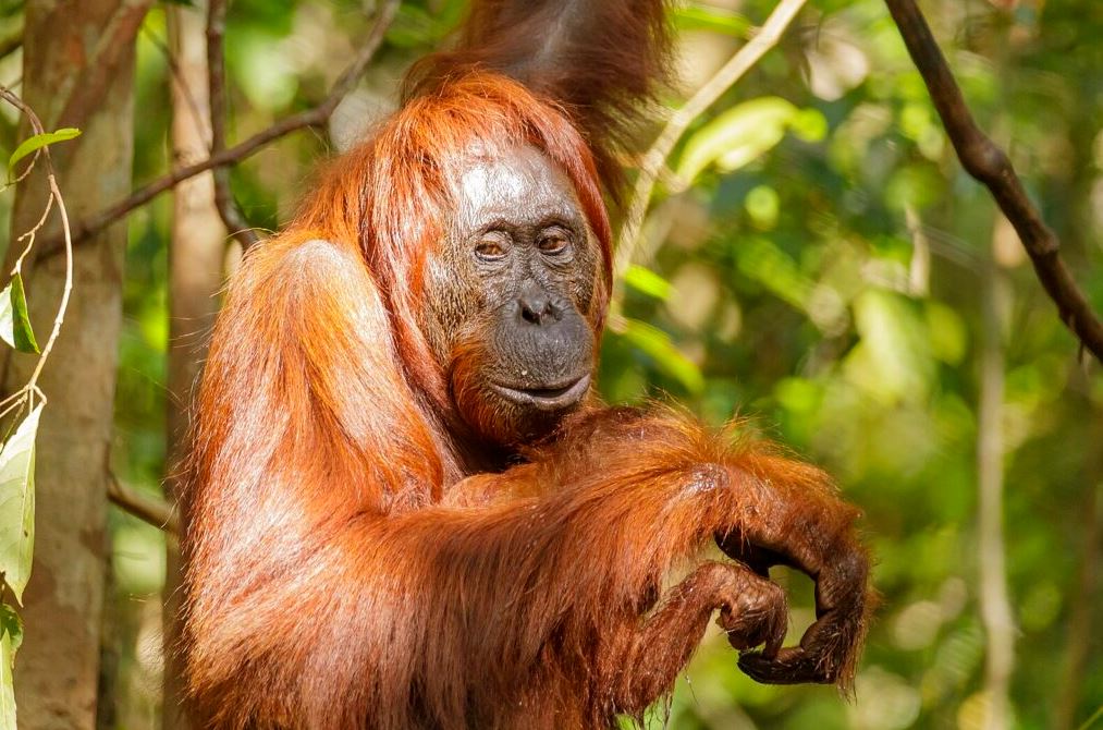 انسان الغاب