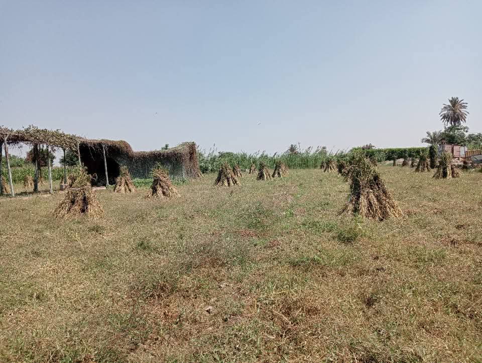 حصاد السمسم بالقليوبية