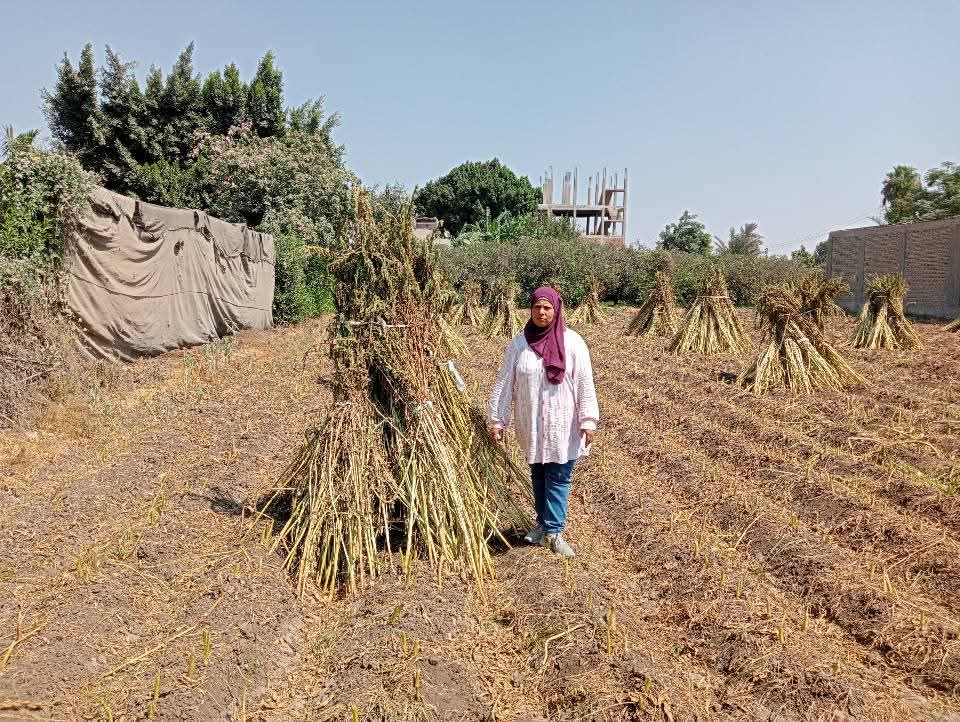 حقول السمسم بالقليوبية_1