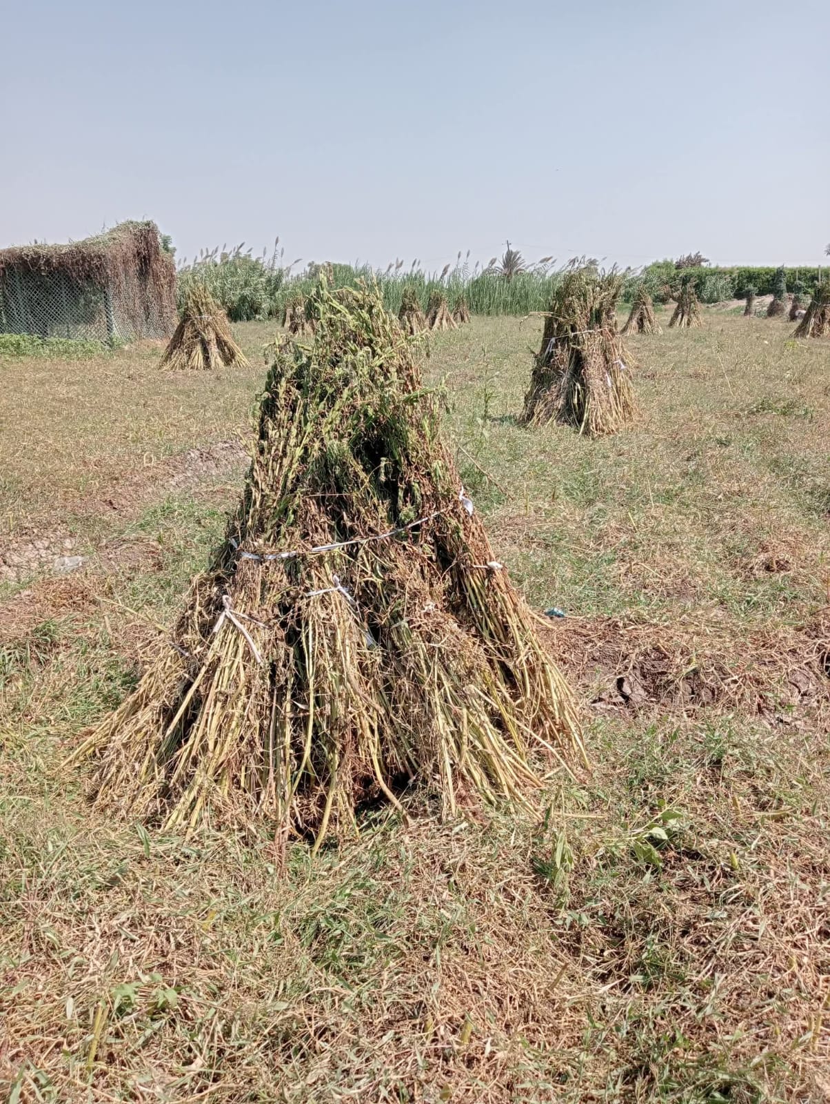 السمسم بمزارع القليوبية