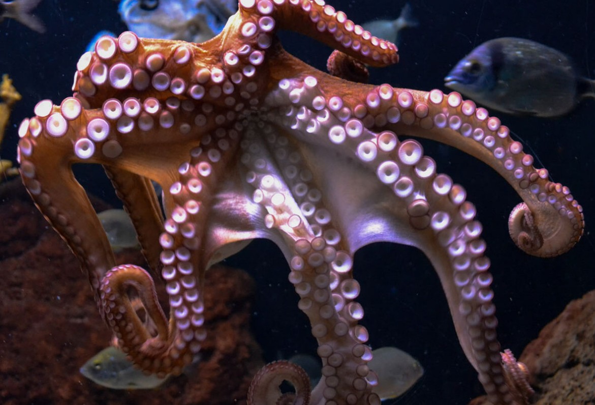 اليوم العالمى للأخطبوط