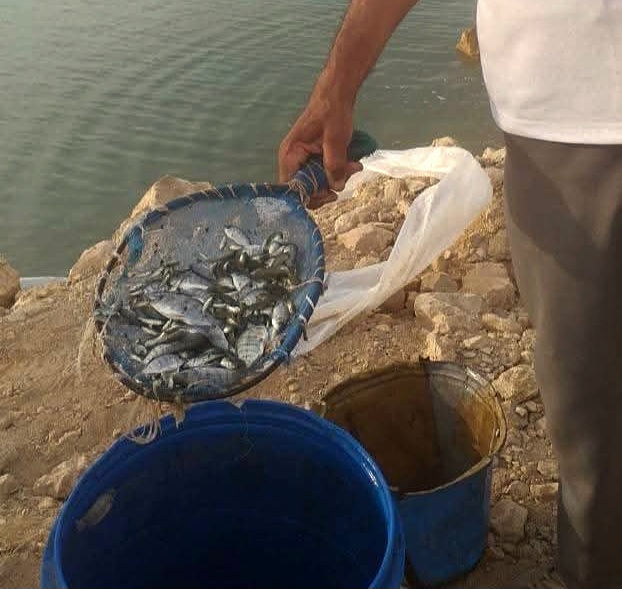 ذريعة أسماك البلطي ذريعة أسماك البلطي