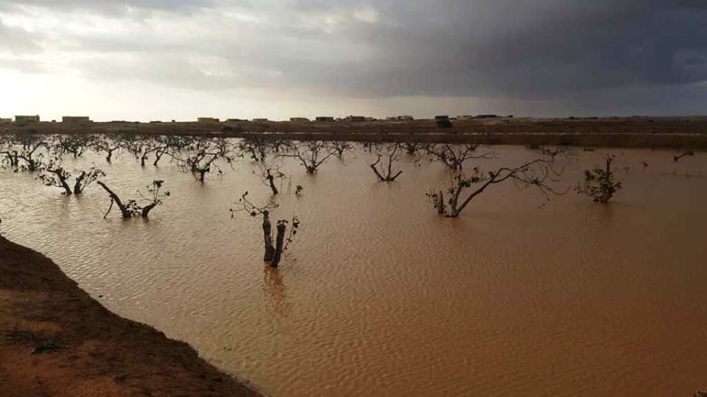 تنمية وتاهيل الوديان بحصاد الامطار - صحراء مطروح