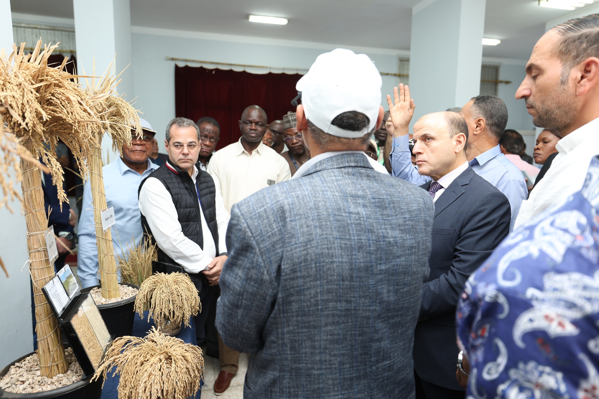 التعرف على الاصناف الجديدة من الأرز التعرف على الاصناف الجديدة من الأرز