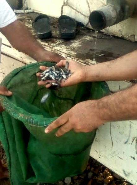 ذريعة أسماك البلطي ذريعة أسماك البلطي