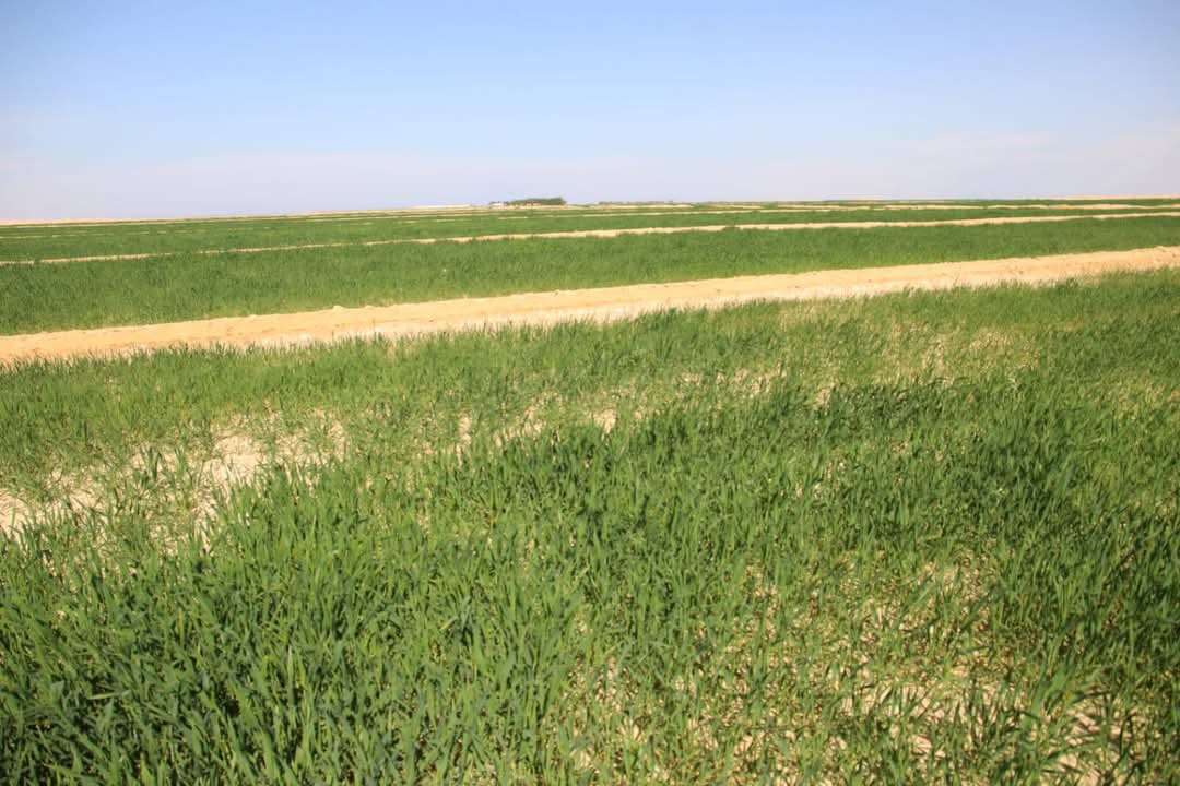 زراعات الارز بمفيض باريس زراعات الارز بمفيض باريس