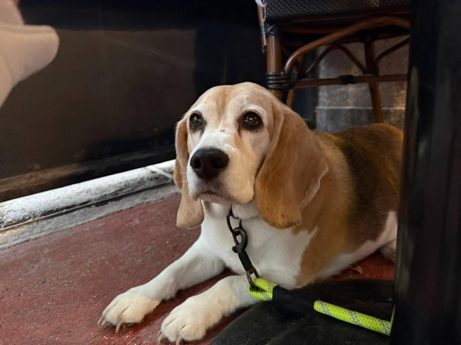 الكلبة هالو