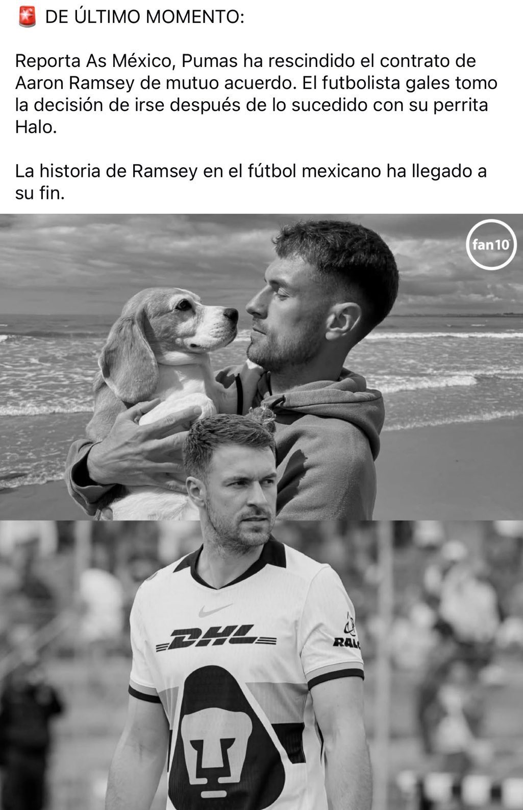 رامسي وكلبته هالو