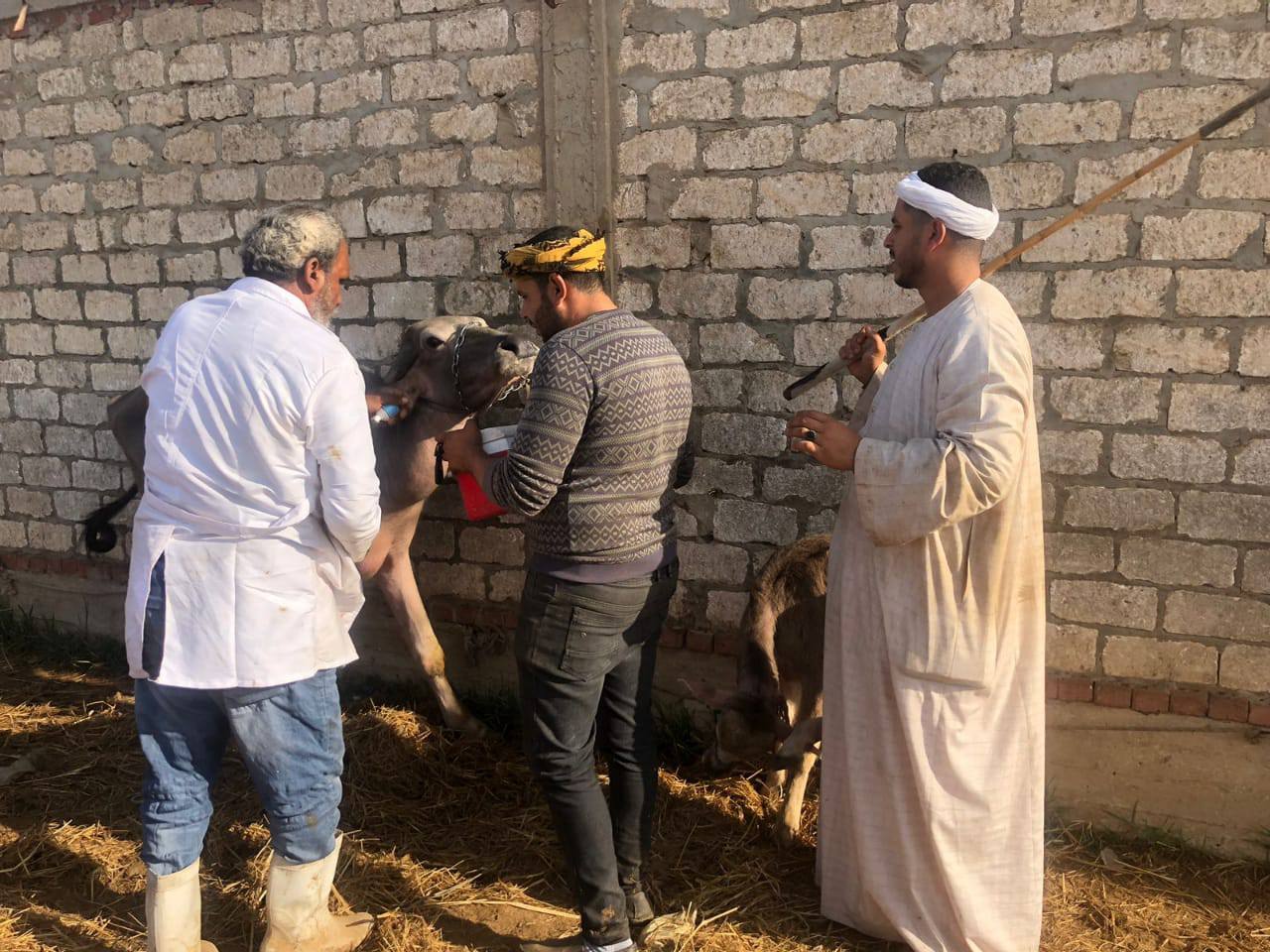 تحصين الماشية بسوق بيلا للماشية