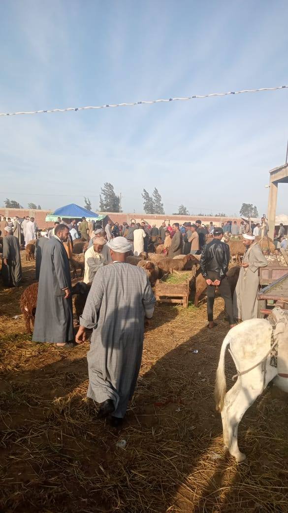 سوق الماشية بسيدي سالم