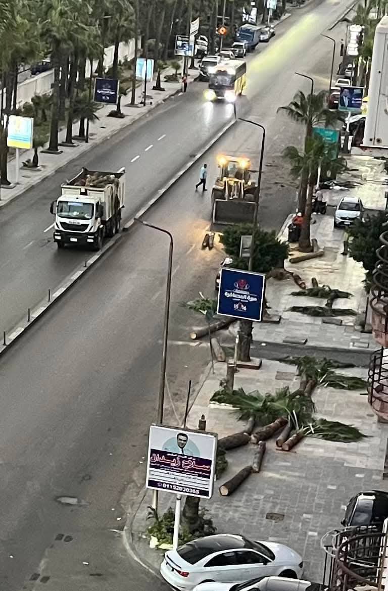 الصورة المتداوله لقطع الاشجار والنخيل 