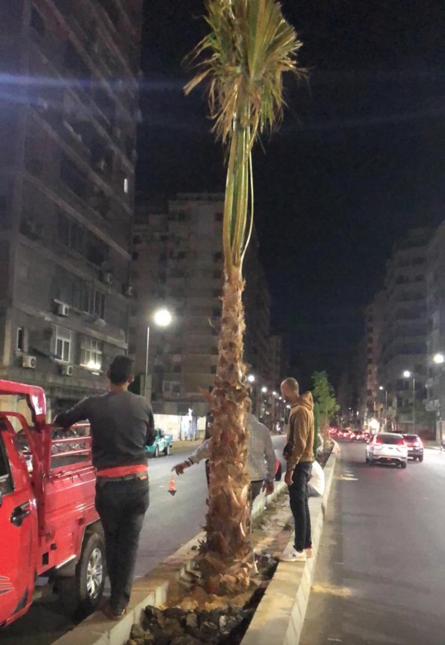 أثناء زراعة البدائل بمنطقة التوسعه