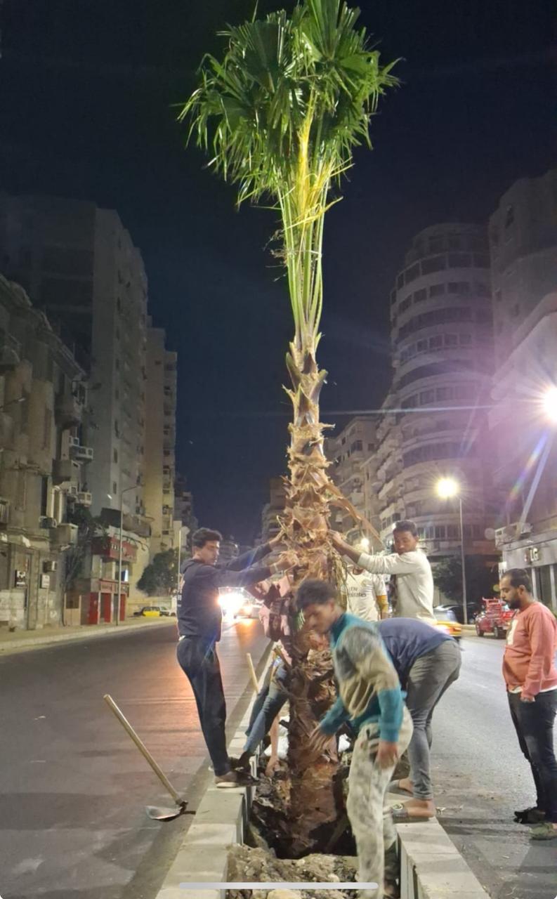 زراعة البدائل الغير مصابه