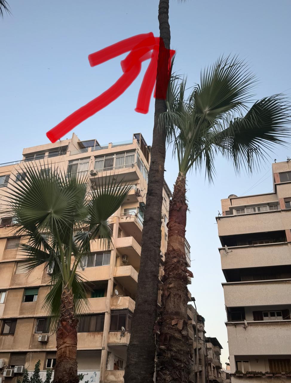 النخيل بلغ طوله 32 متر 