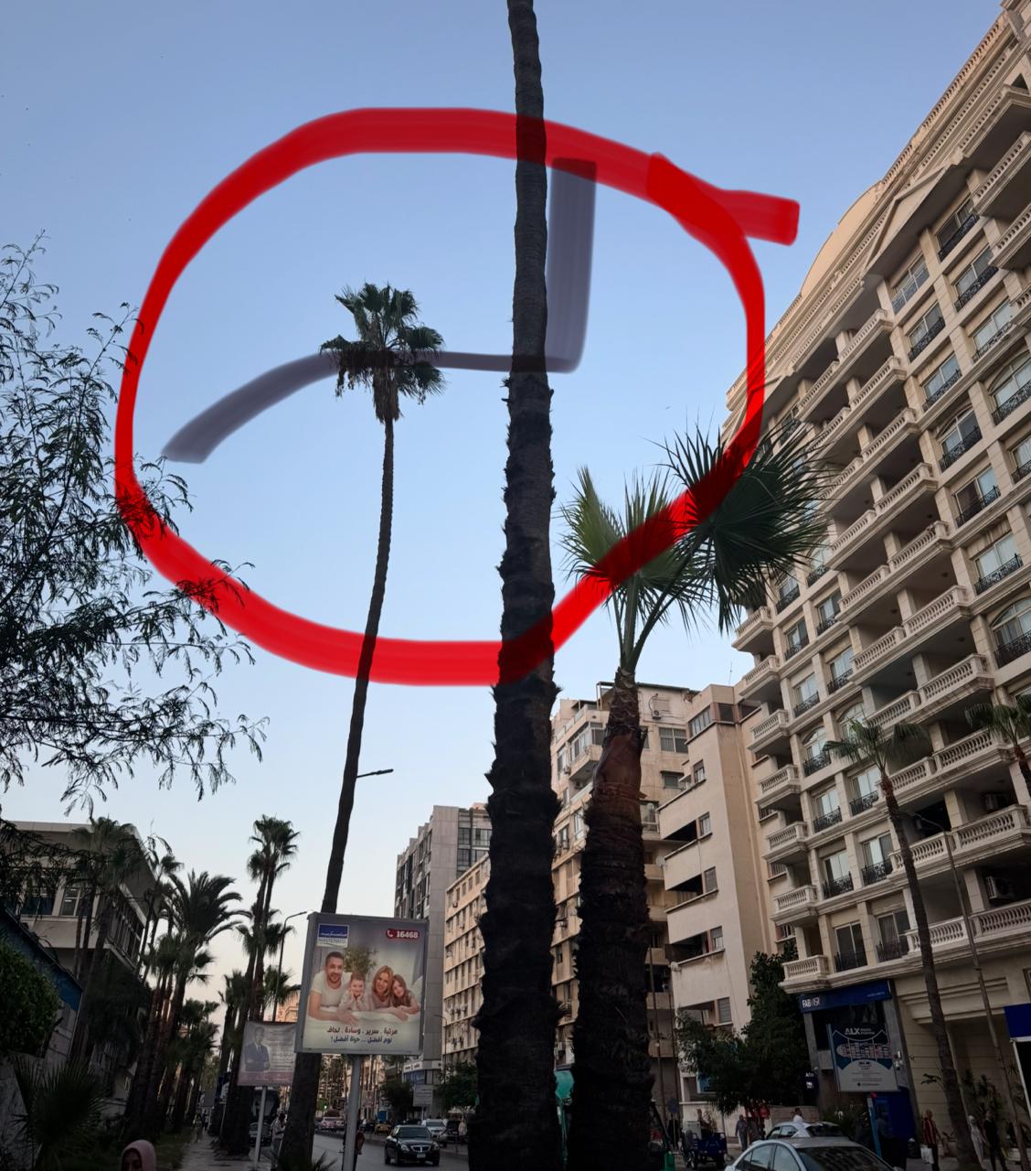 ازالة النخيل وارتفاع كبير فى الطول