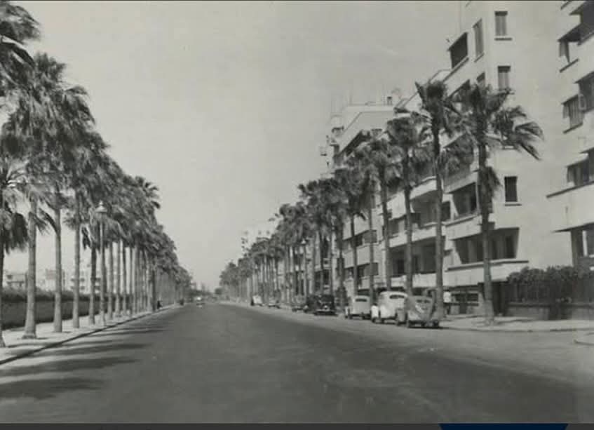 النخيل على جانبى الطريق منتصف القرن الماضى