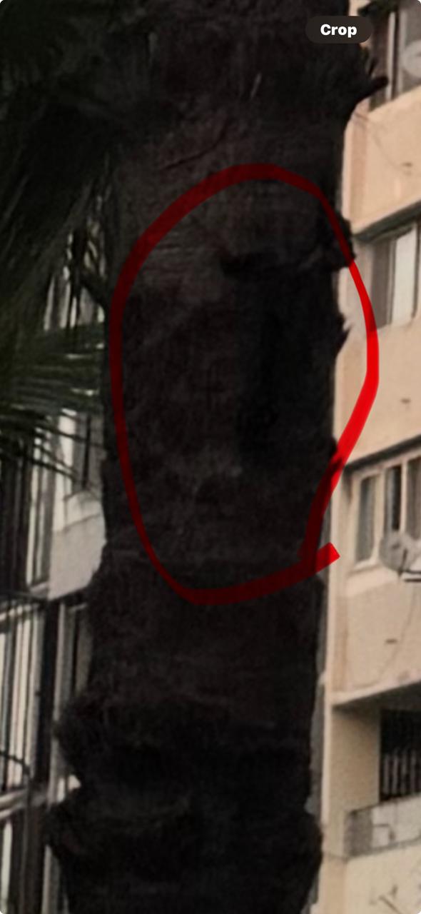 اصابات النخيل بالسوس