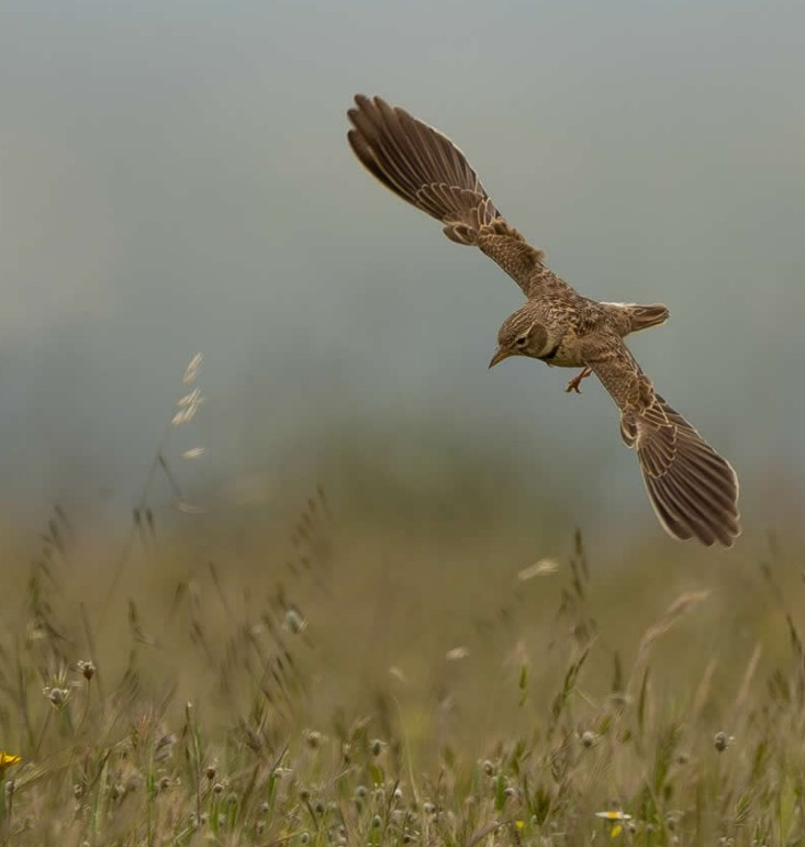 تركيز شديد للقطات المهمة