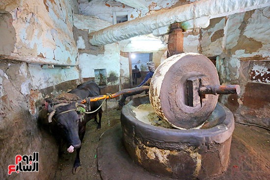 معصرة الزيوت الطبيعية في قوص معصرة الزيوت الطبيعية في قوص